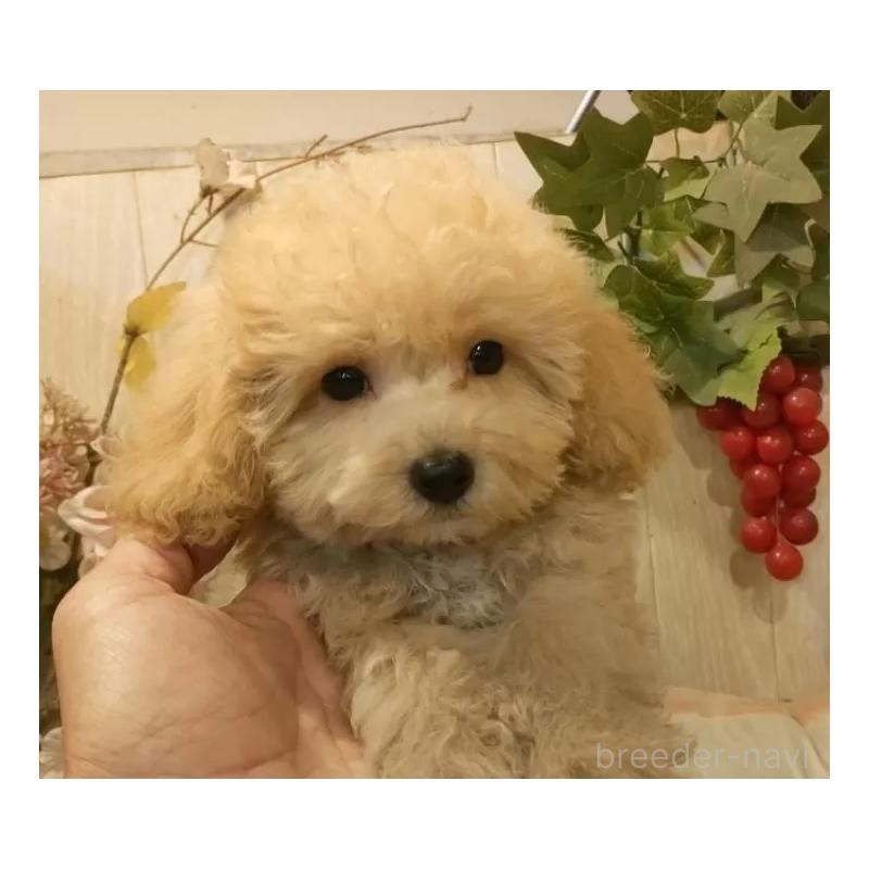 販売中の愛知県のティーカッププードル-415426の12枚目