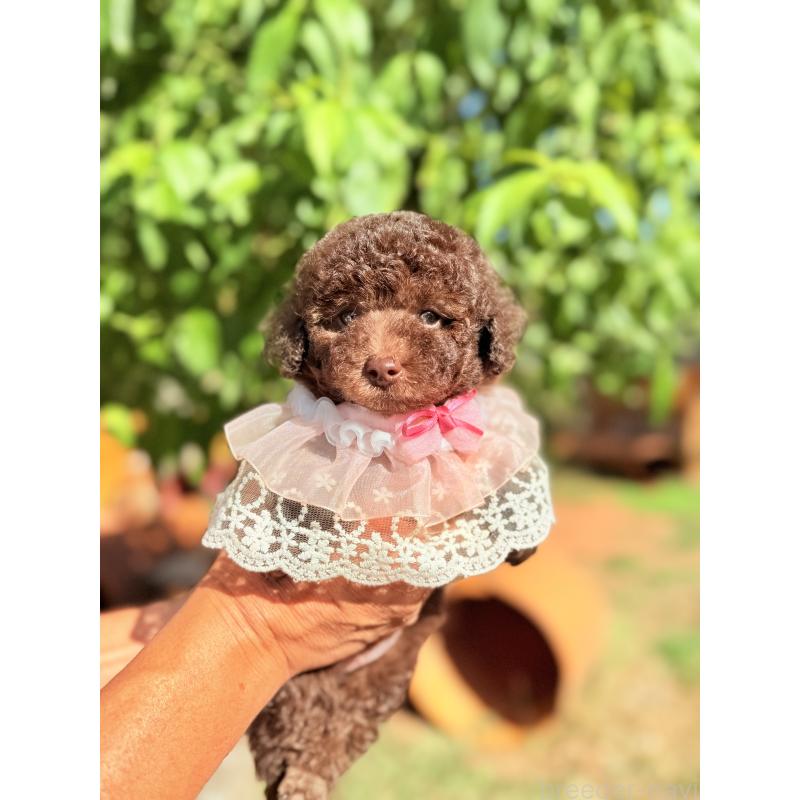 販売中の大阪府のトイプードル-412721の4枚目