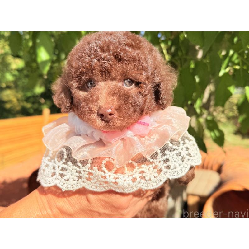 販売中の大阪府のトイプードル-412721の3枚目