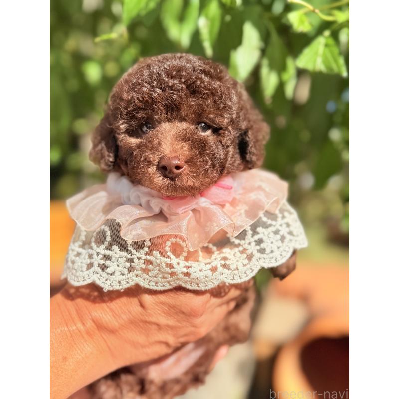 販売中の大阪府のトイプードル-412721の2枚目