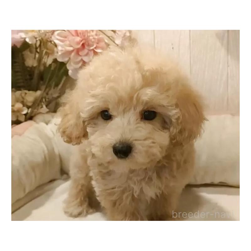 販売中の愛知県のティーカッププードル-415426の11枚目