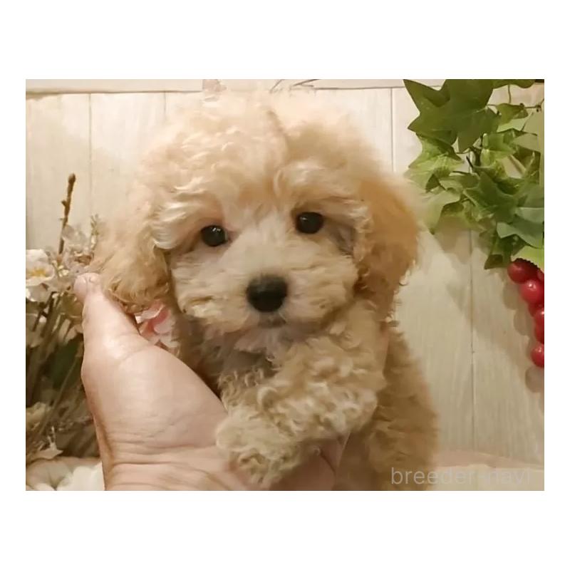 販売中の愛知県のティーカッププードル-415426の9枚目