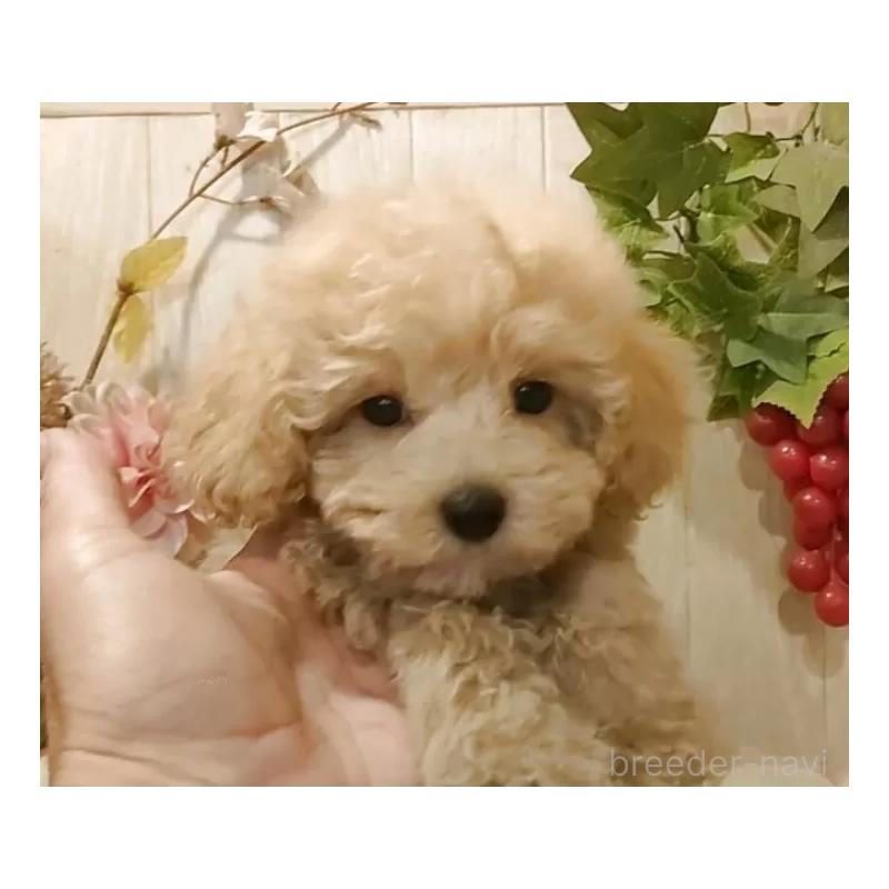 販売中の愛知県のティーカッププードル-415426の8枚目