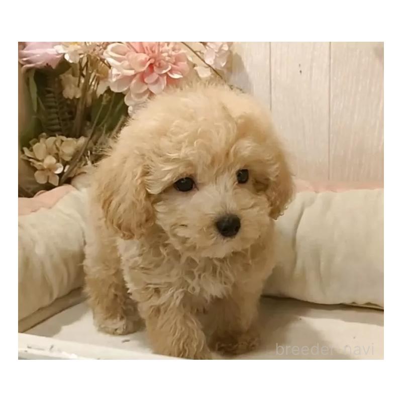 販売中の愛知県のティーカッププードル-415426の7枚目