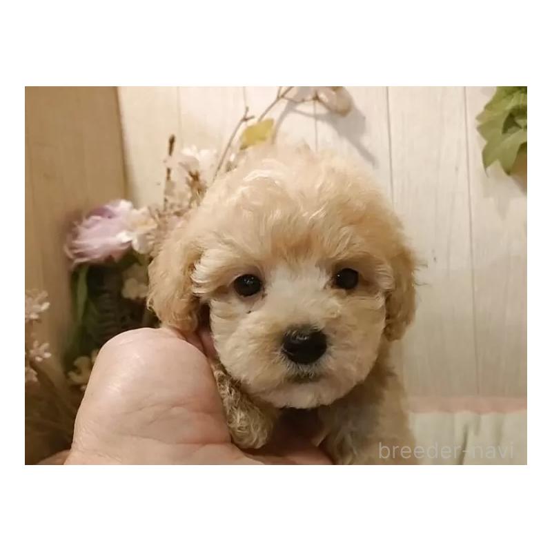 販売中の愛知県のティーカッププードル-415426の6枚目