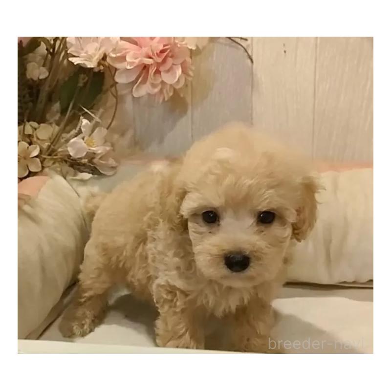 販売中の愛知県のティーカッププードル-415426の5枚目