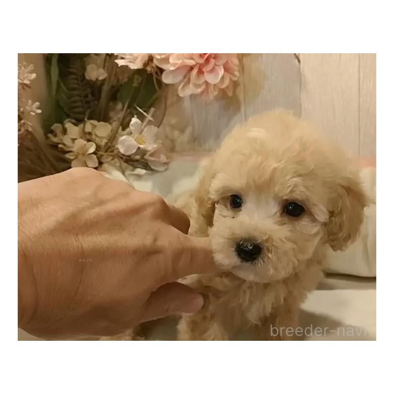 販売中の愛知県のティーカッププードル-415426の4枚目