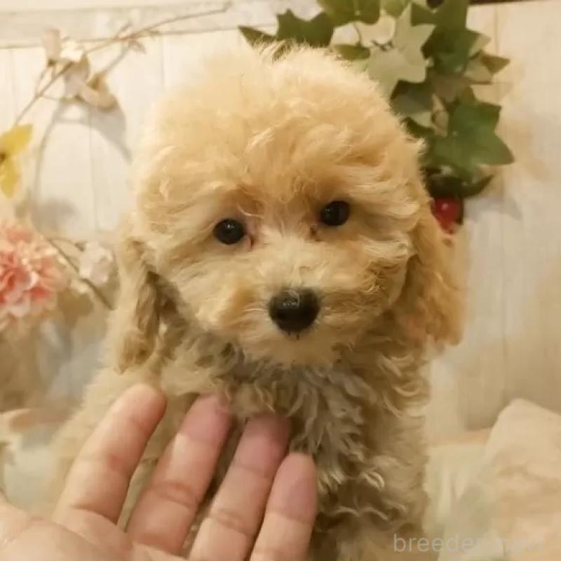 販売中の愛知県のティーカッププードル-415424