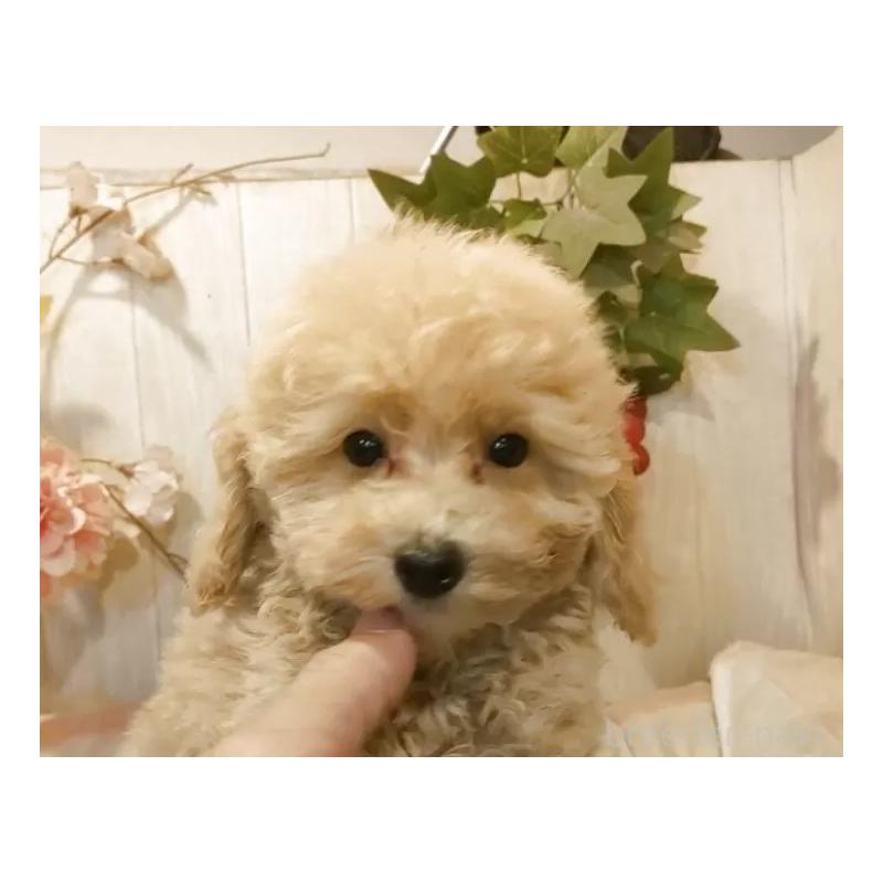 販売中の愛知県のティーカッププードル-415424の15枚目