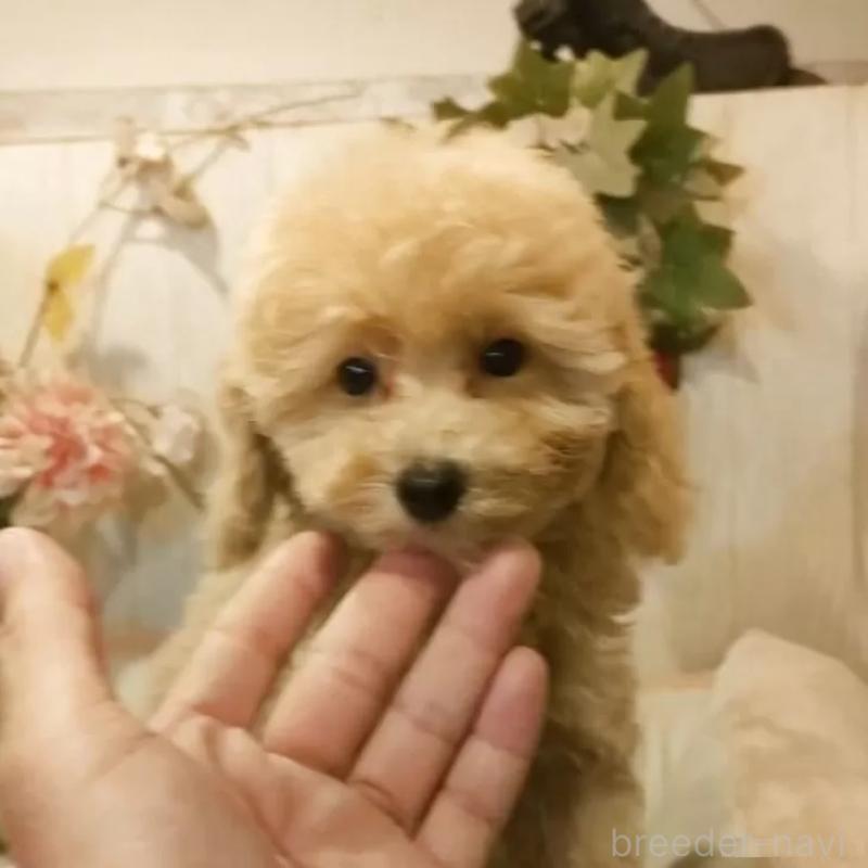 販売中の愛知県のティーカッププードル-415424の14枚目