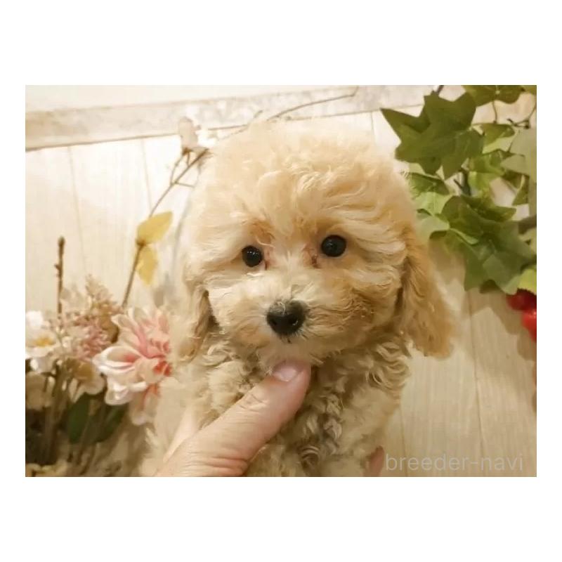 販売中の愛知県のティーカッププードル-415424の13枚目