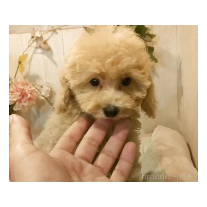 販売中の愛知県のティーカッププードル-415424の12枚目