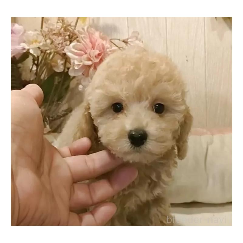 販売中の愛知県のティーカッププードル-415424の11枚目