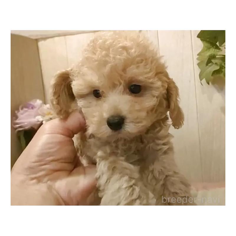 販売中の愛知県のティーカッププードル-415424の10枚目