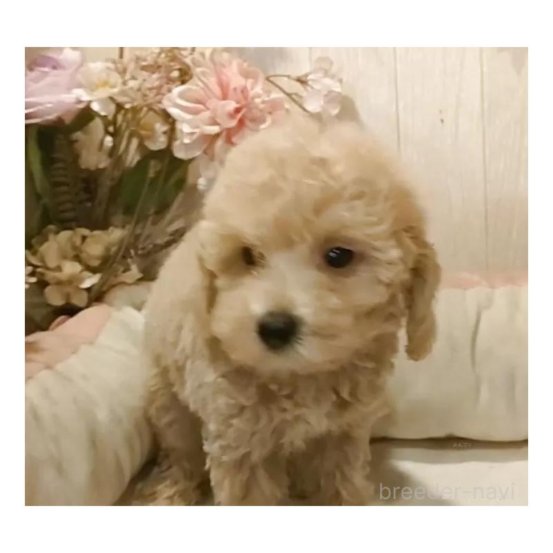 販売中の愛知県のティーカッププードル-415424の9枚目