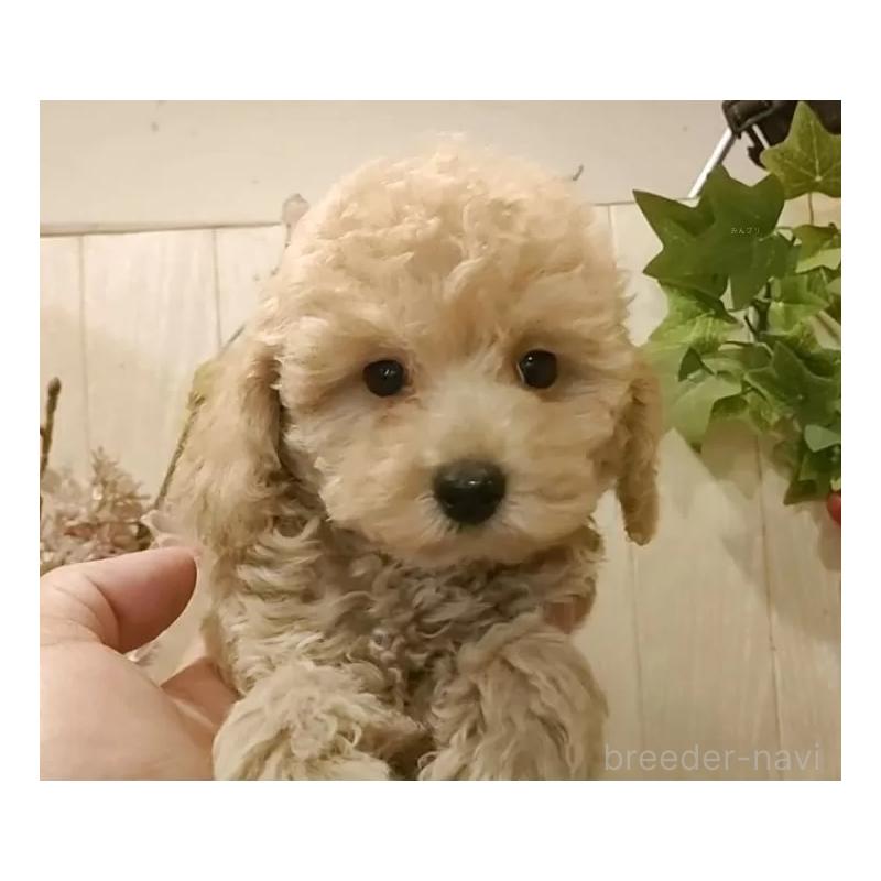 販売中の愛知県のティーカッププードル-415424の8枚目