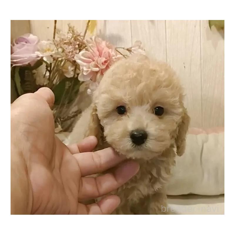 販売中の愛知県のティーカッププードル-415424の7枚目