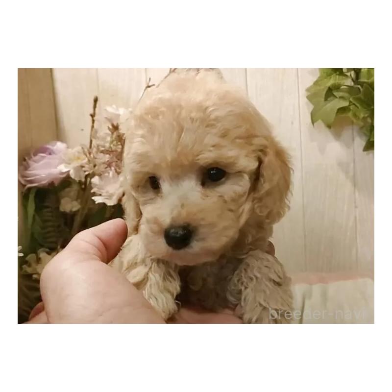 販売中の愛知県のティーカッププードル-415424の6枚目