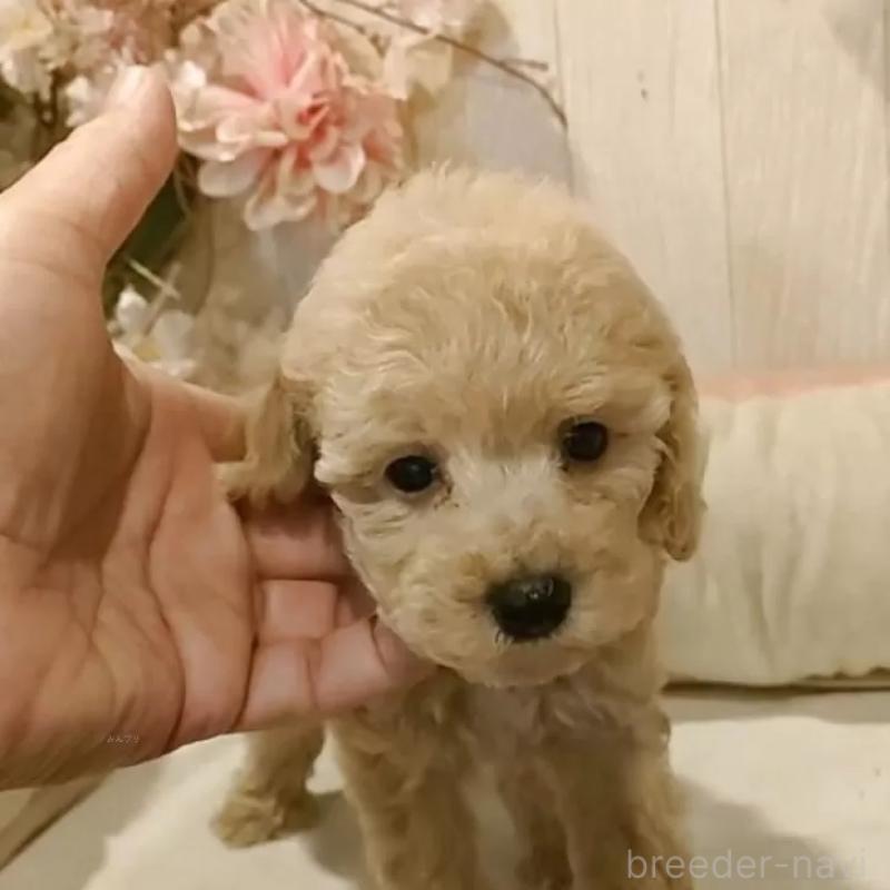 販売中の愛知県のティーカッププードル-415424の5枚目