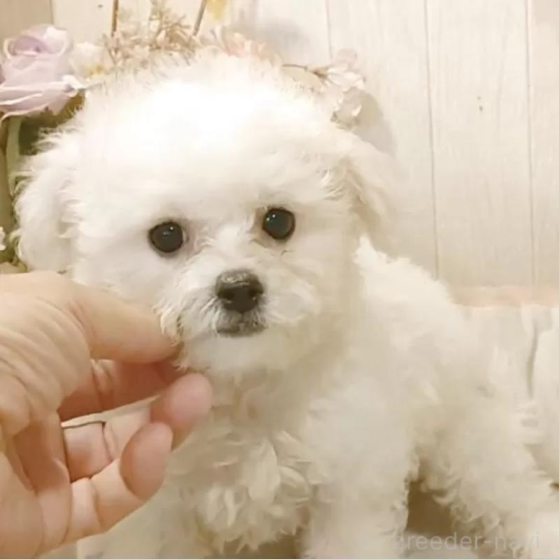 販売中の愛知県のビションフリーゼ-414555