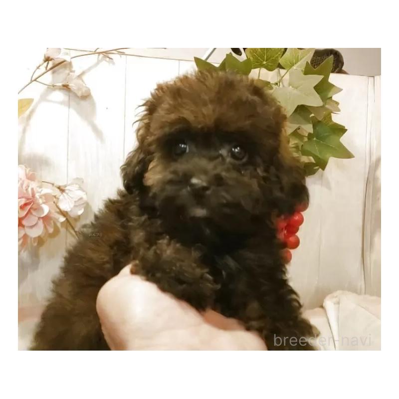 販売中の愛知県のティーカッププードル-414624の13枚目