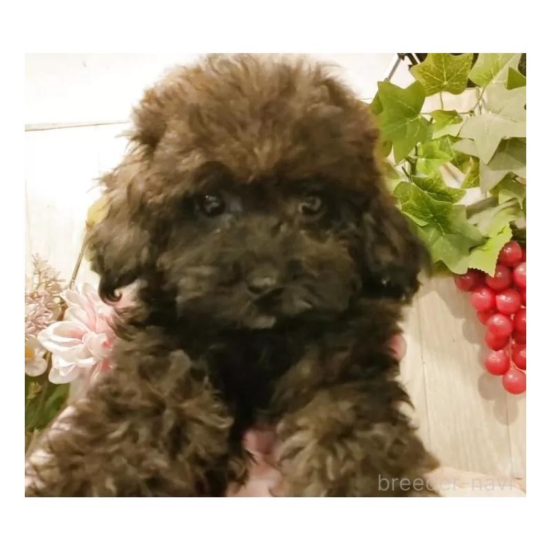 販売中の愛知県のティーカッププードル-414624の12枚目