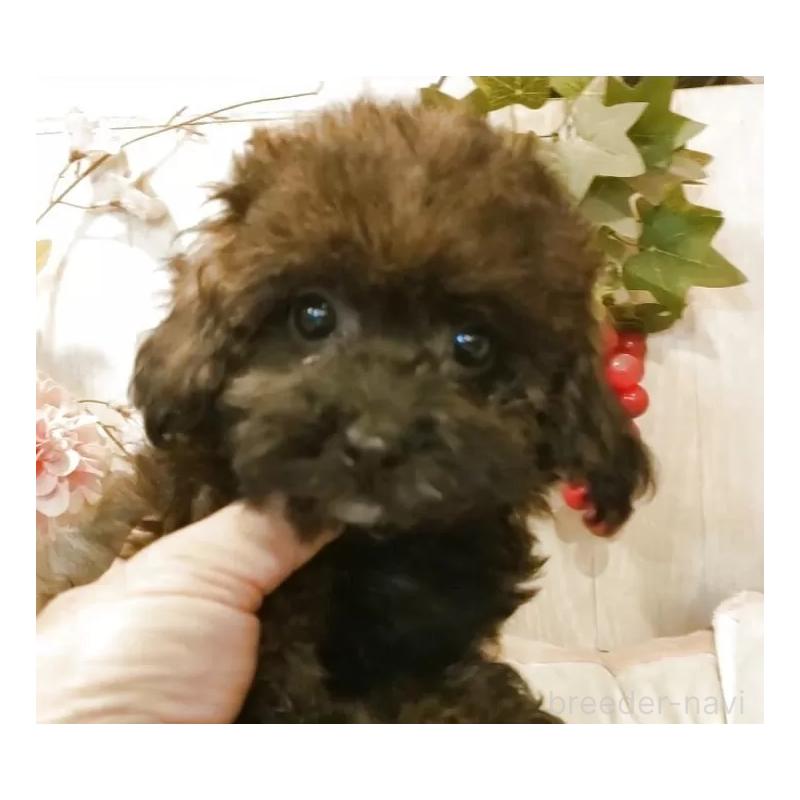 販売中の愛知県のティーカッププードル-414624の11枚目