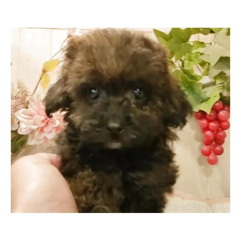 販売中の愛知県のティーカッププードル-414624の10枚目