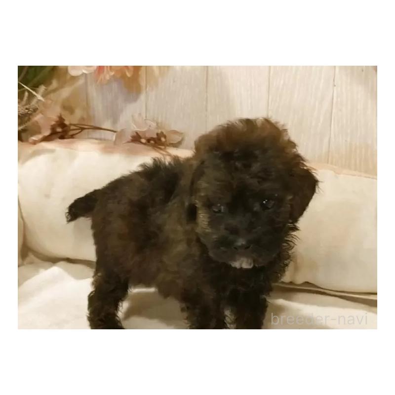 販売中の愛知県のティーカッププードル-414624の8枚目