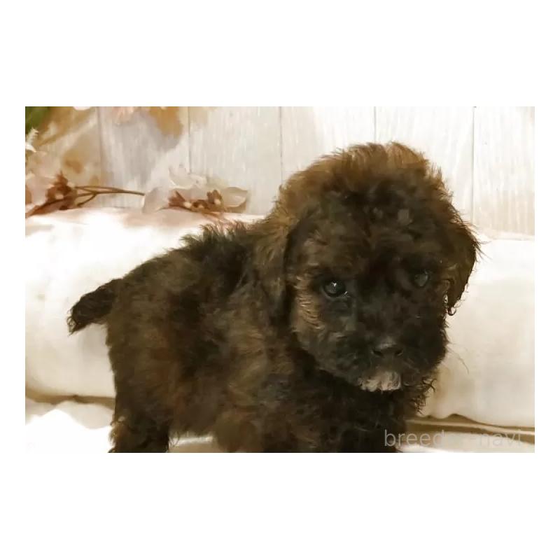 販売中の愛知県のティーカッププードル-414624の7枚目