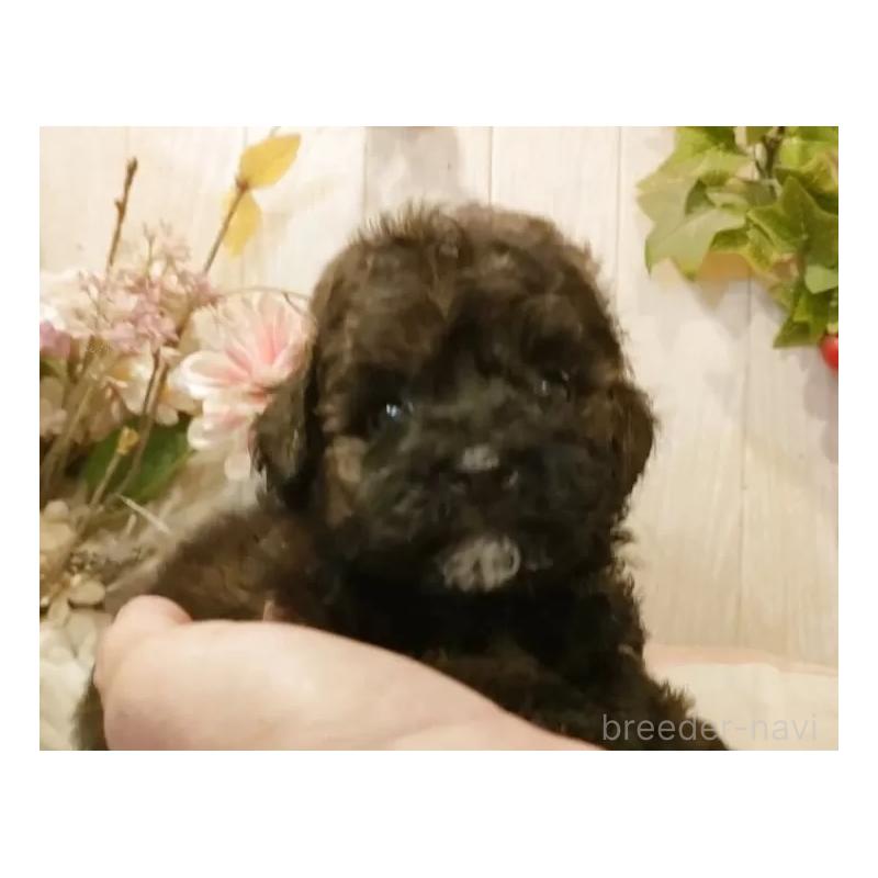 販売中の愛知県のティーカッププードル-414624の6枚目