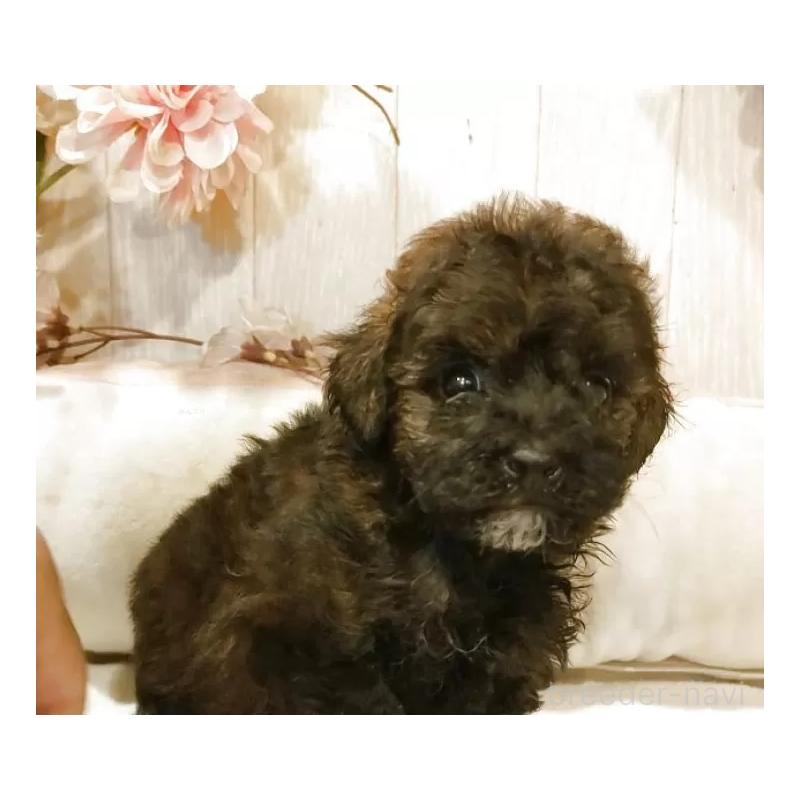 販売中の愛知県のティーカッププードル-414624の5枚目