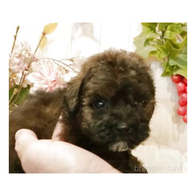 販売中の愛知県のティーカッププードル-414624の4枚目