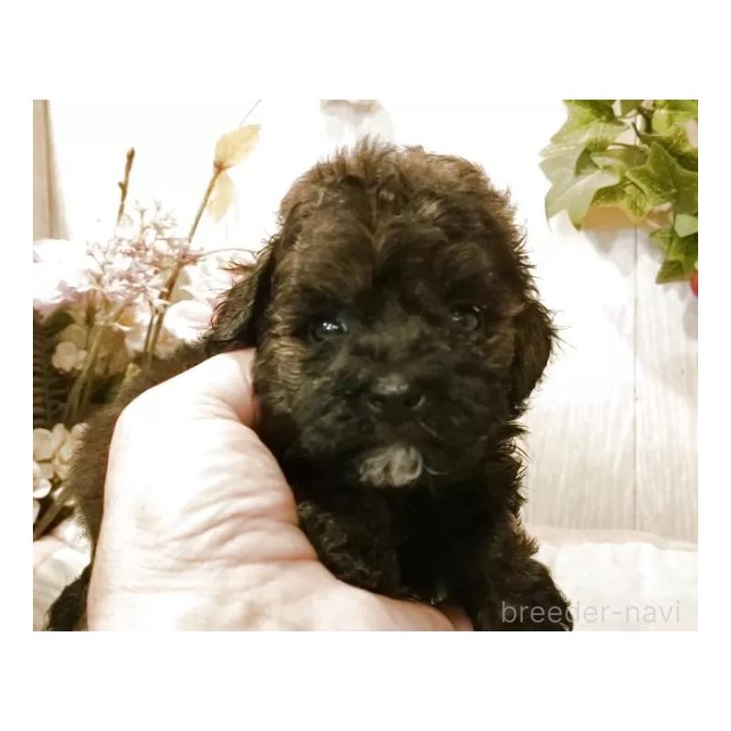 販売中の愛知県のティーカッププードル-414624の3枚目