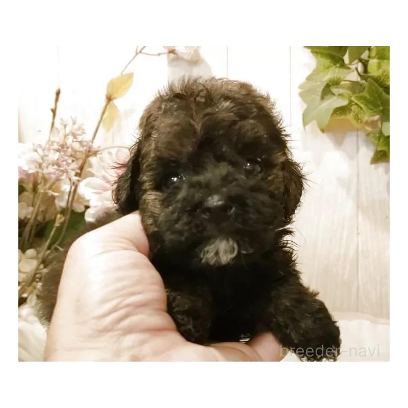 販売中の愛知県のティーカッププードル-414624の2枚目