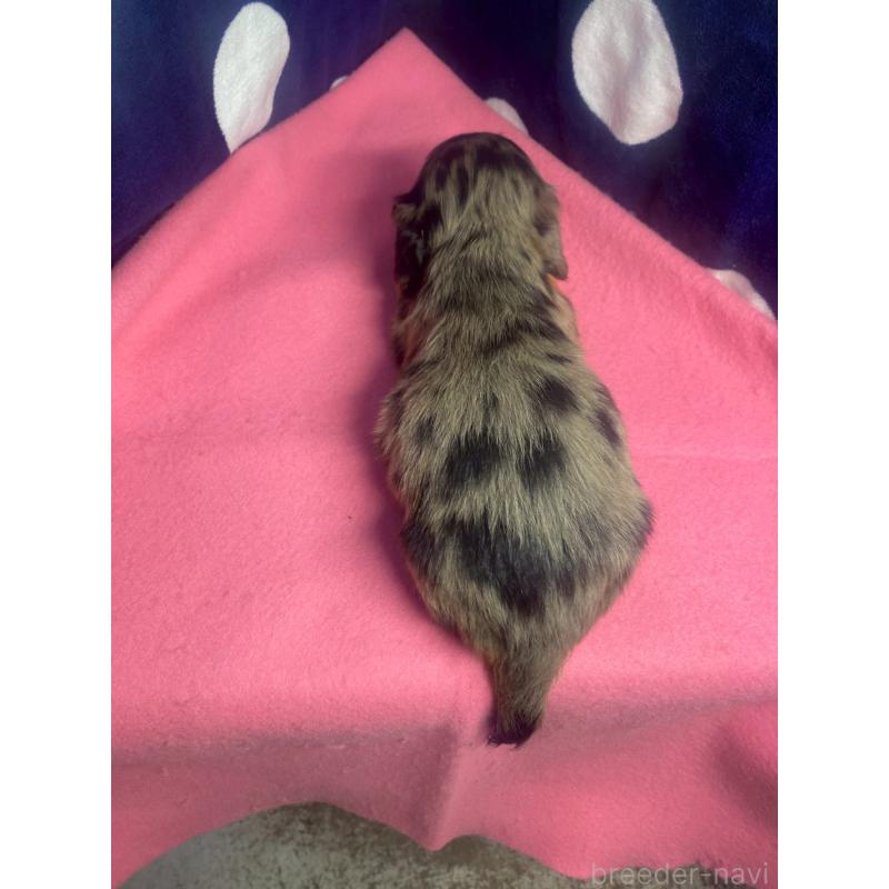 販売中の佐賀県のミニチュアダックスフンド(ロングヘアード)-422047の2枚目