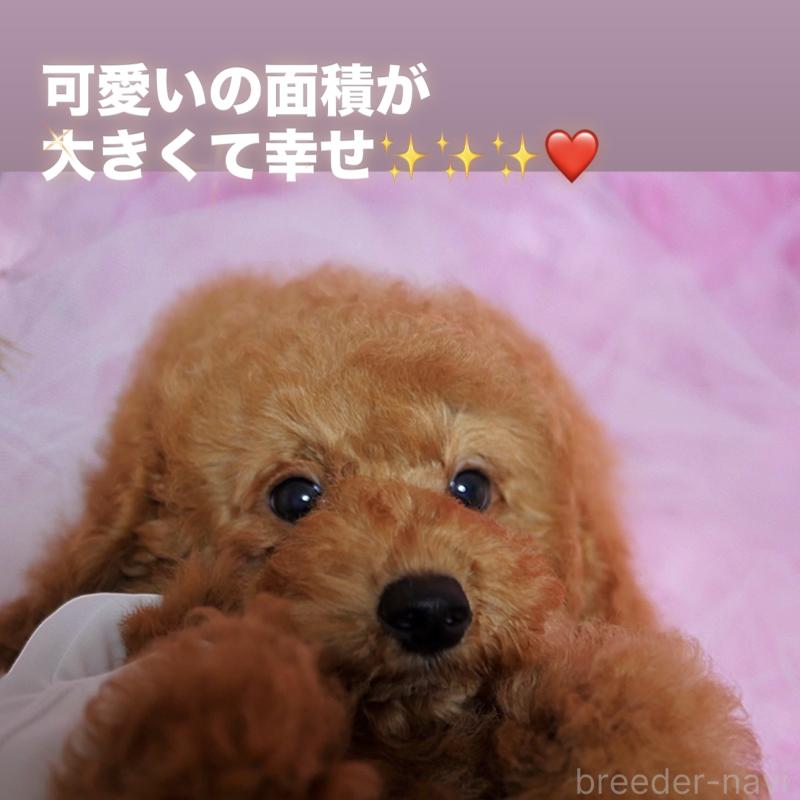 販売中の香川県のトイプードル-413165の1枚目