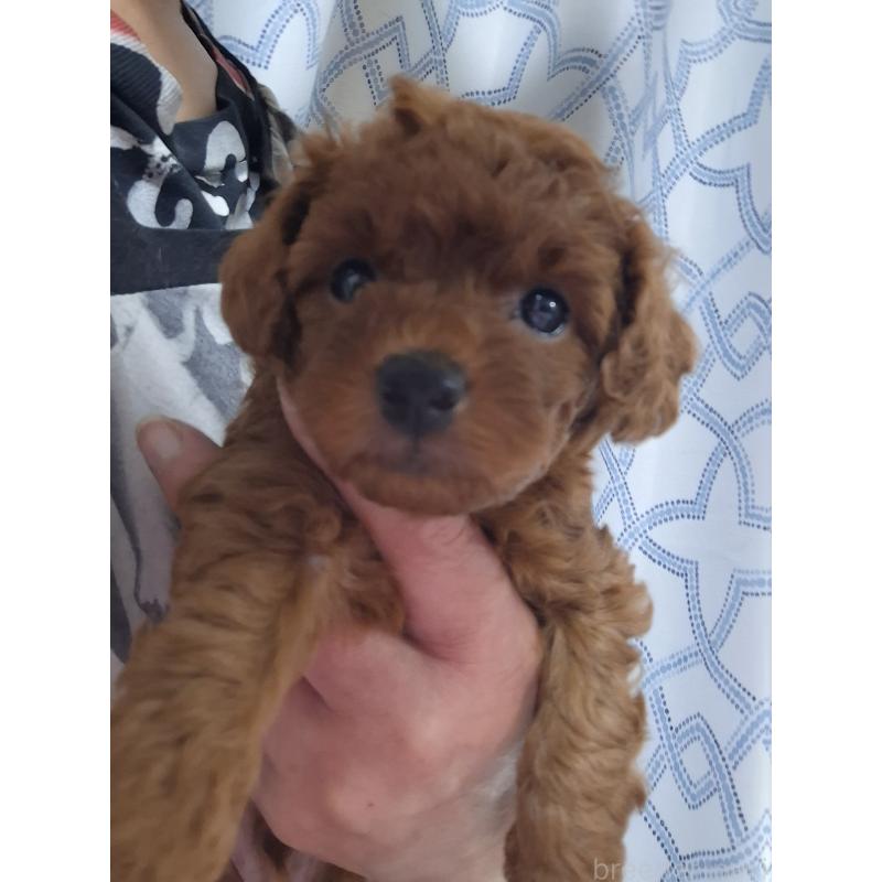 商談中の群馬県のトイプードル-420850の9枚目