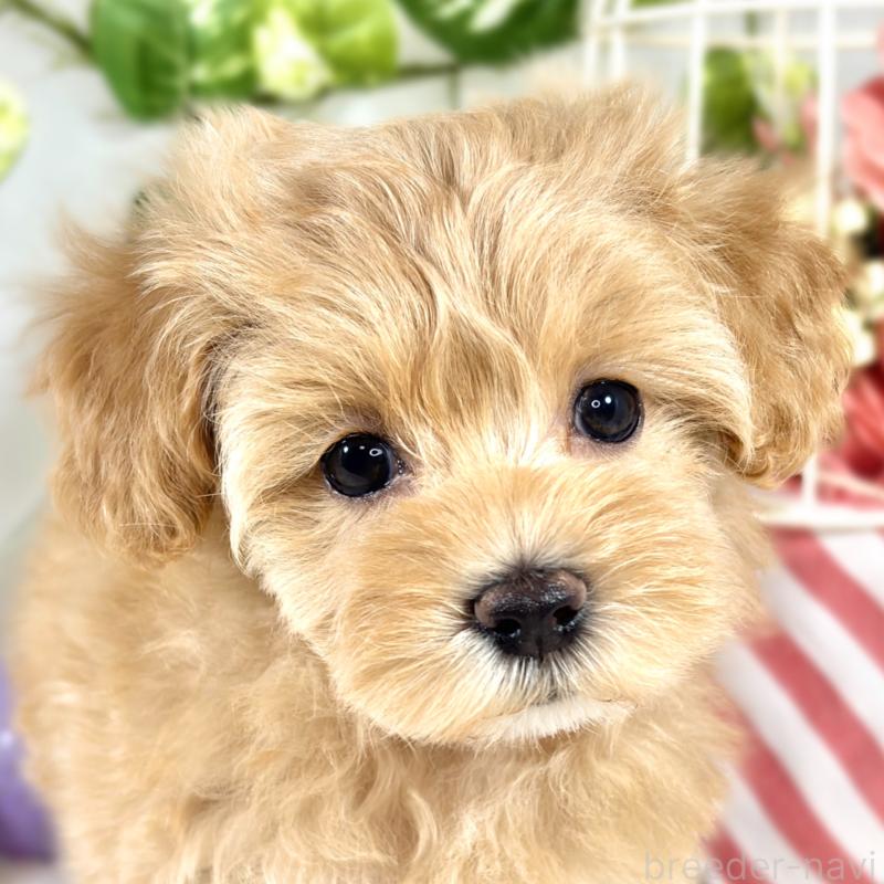 成約済の滋賀県のマルプー:マルチーズ×トイプードル-420516の1枚目