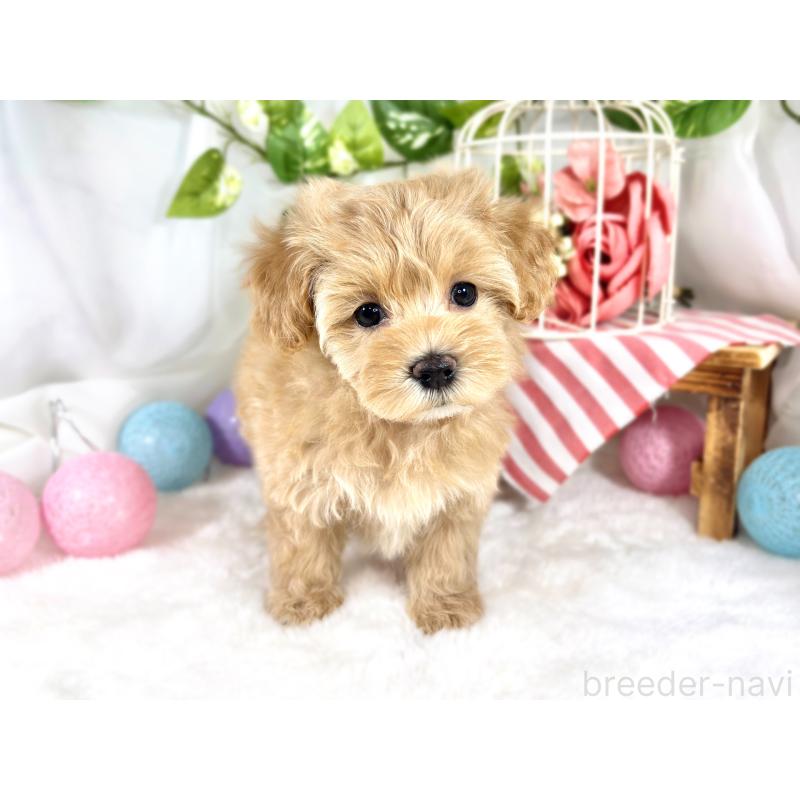 成約済の滋賀県のマルプー:マルチーズ×トイプードル-420516の4枚目