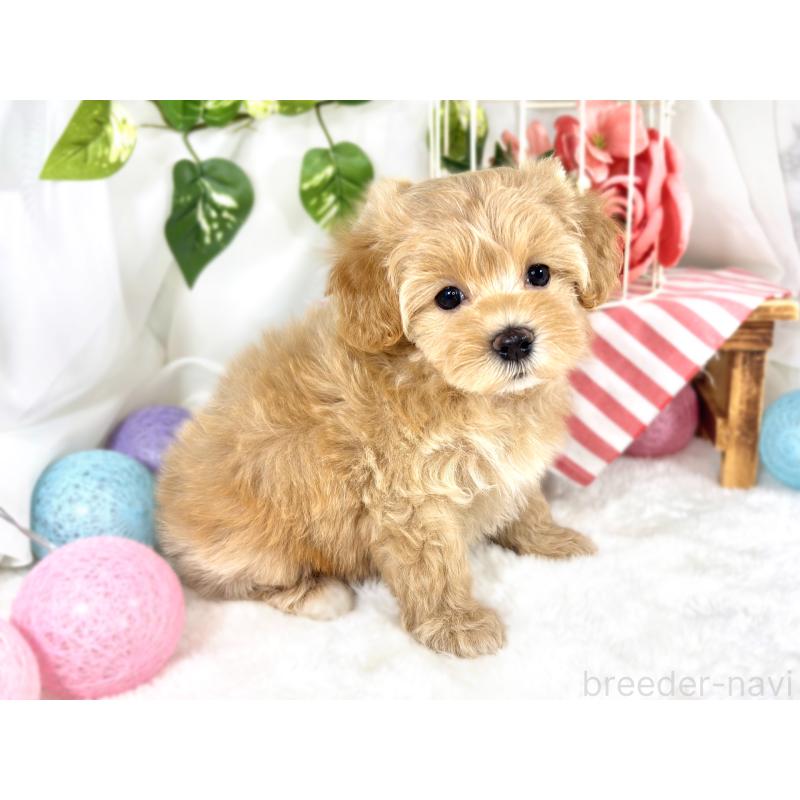 成約済の滋賀県のマルプー:マルチーズ×トイプードル-420516の3枚目