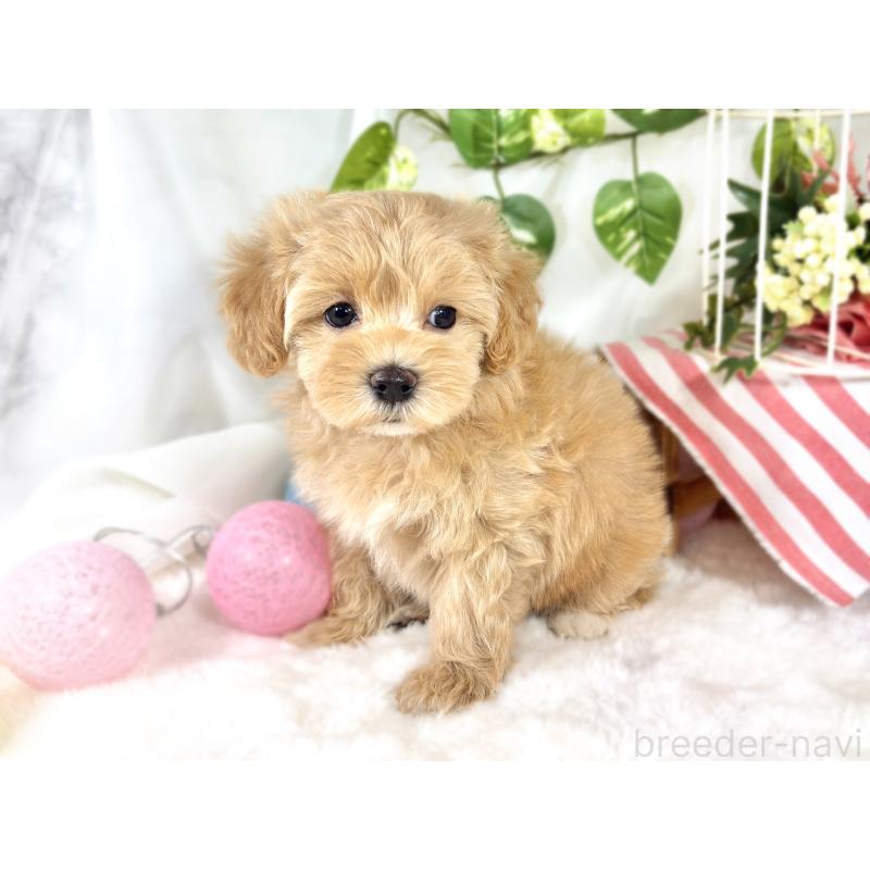 成約済の滋賀県のマルプー:マルチーズ×トイプードル-420516の2枚目