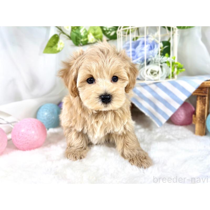 成約済の滋賀県のマルプー:マルチーズ×トイプードル-420517の4枚目