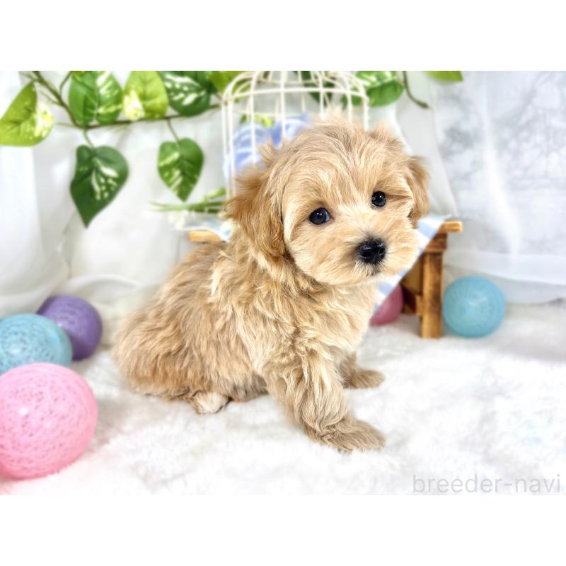 成約済の滋賀県のマルプー:マルチーズ×トイプードル-420517の3枚目