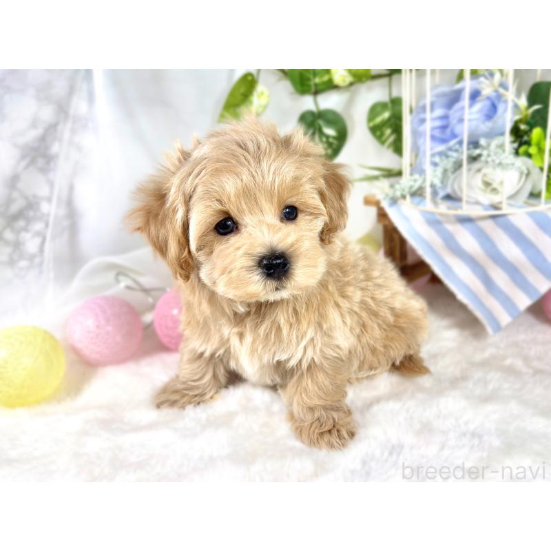 成約済の滋賀県のマルプー:マルチーズ×トイプードル-420517の2枚目