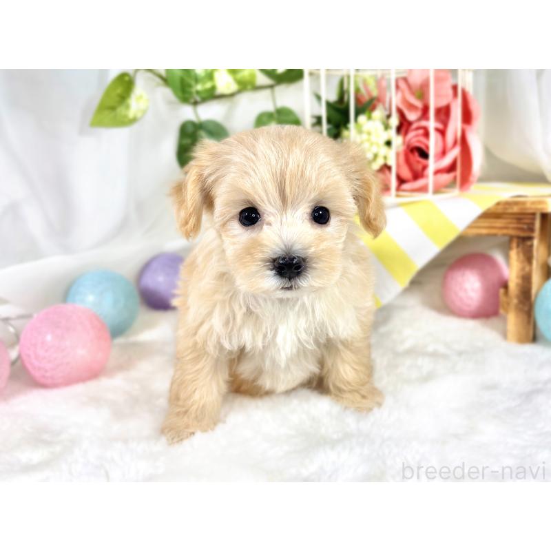 成約済の滋賀県のマルプー:マルチーズ×トイプードル-420519の4枚目