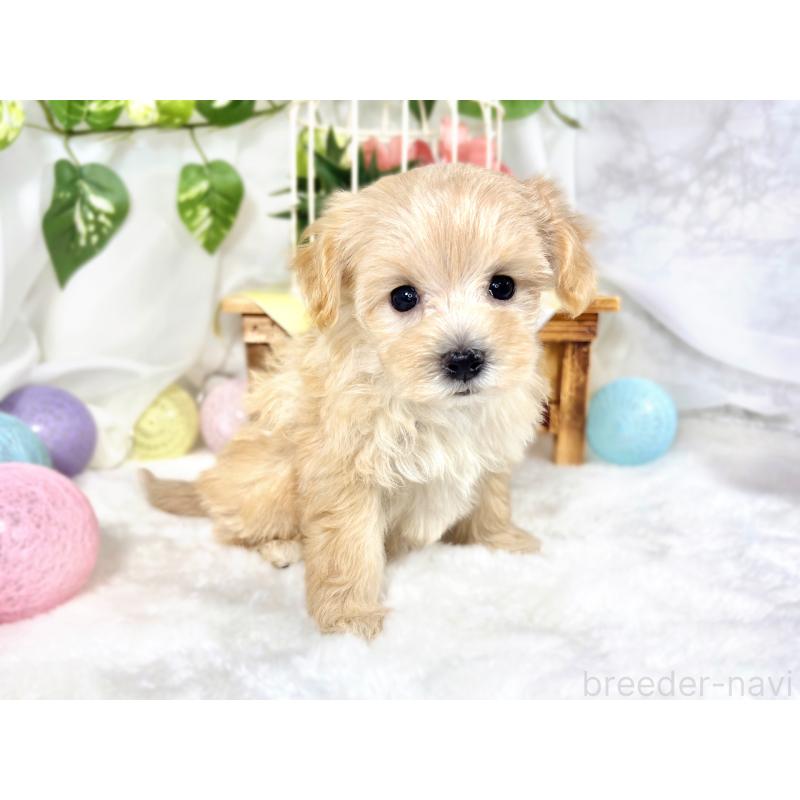 成約済の滋賀県のマルプー:マルチーズ×トイプードル-420519の3枚目