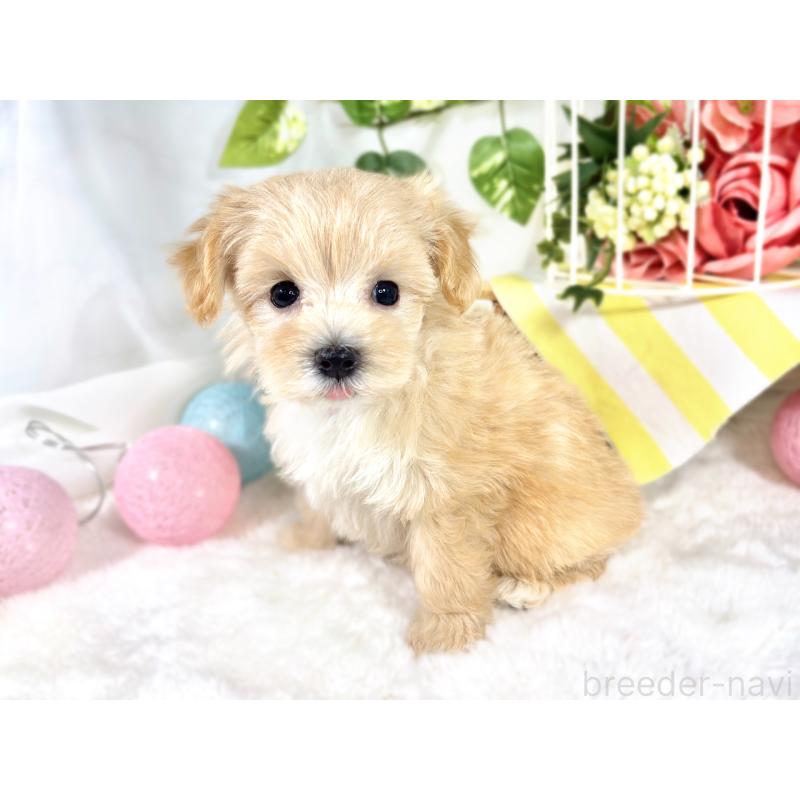 成約済の滋賀県のマルプー:マルチーズ×トイプードル-420519の2枚目