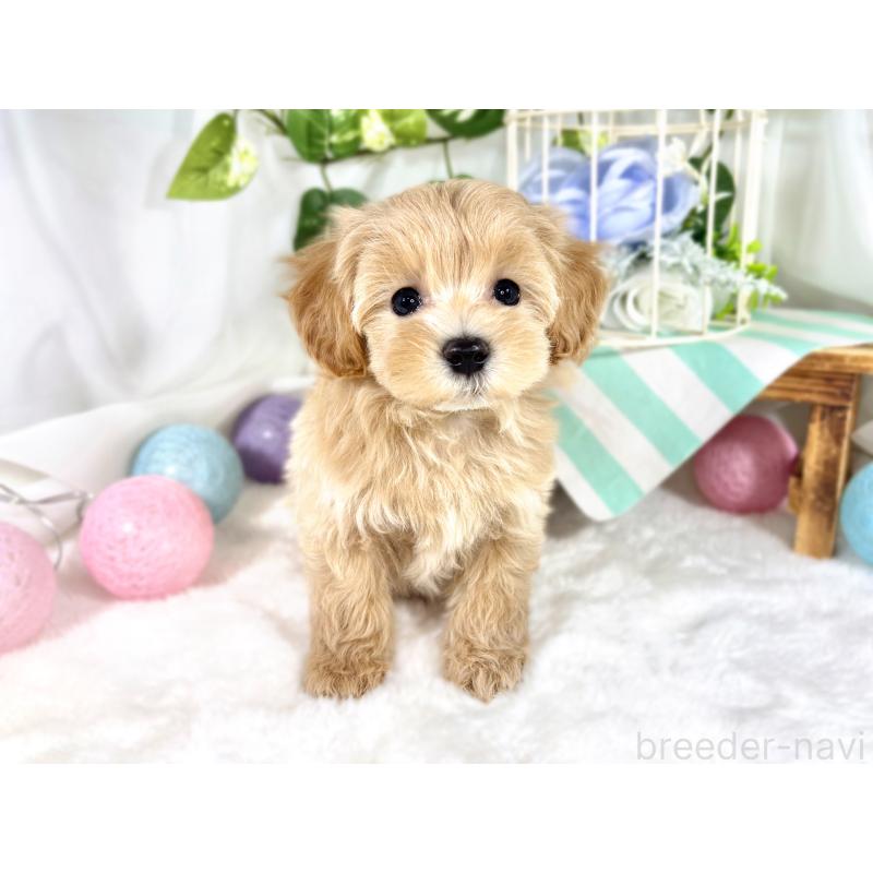 成約済の滋賀県のマルプー:マルチーズ×トイプードル-420521の4枚目