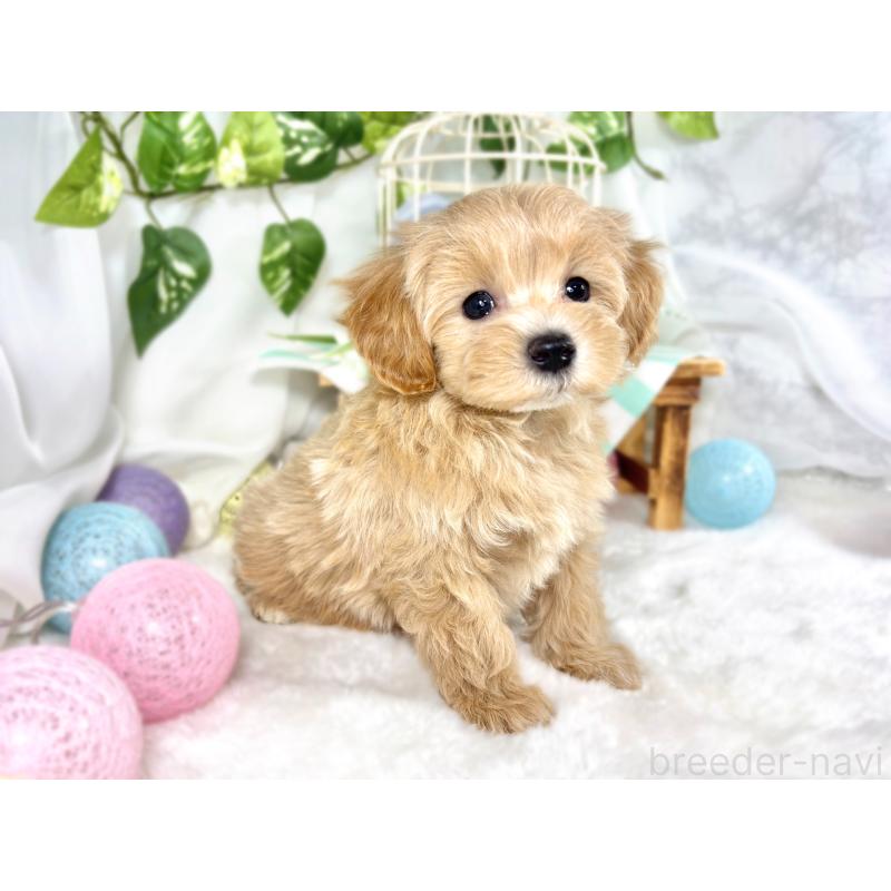 成約済の滋賀県のマルプー:マルチーズ×トイプードル-420521の3枚目